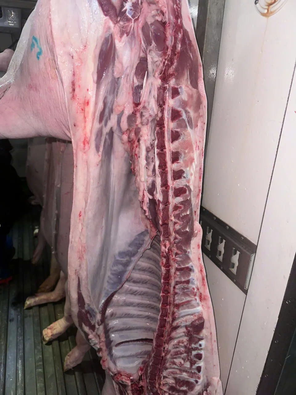 Heo mảnh đặc biệt